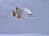 商品一覧ページ - 大型魚、アロワナの買取・下取り・激安販売