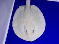 商品一覧ページ - 大型魚、アロワナの買取・下取り・激安販売